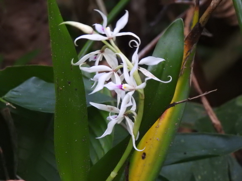Prosthechea glumacea