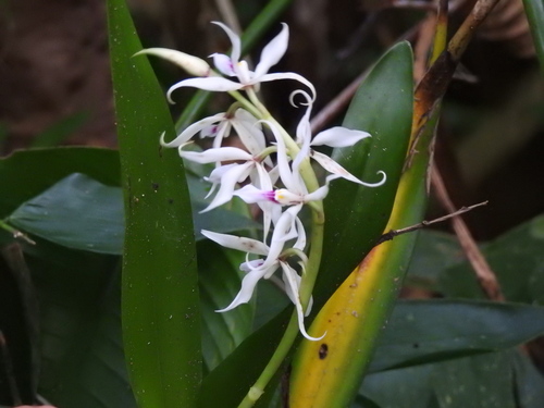 Prosthechea glumacea, photograph 1