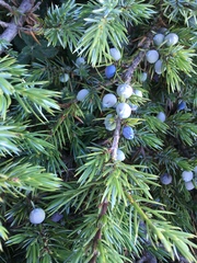 Juniperus communis hemisphaerica