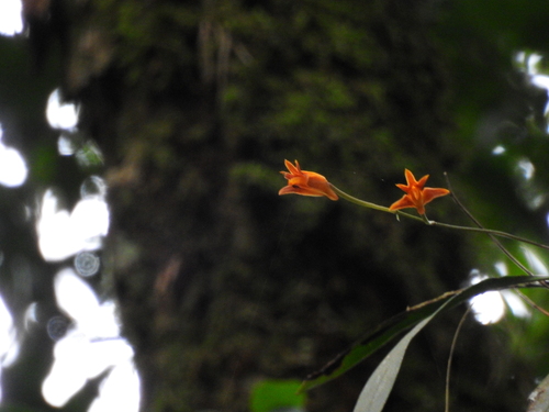 Bifrenaria aureofulva