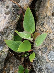 Mertensia paniculata