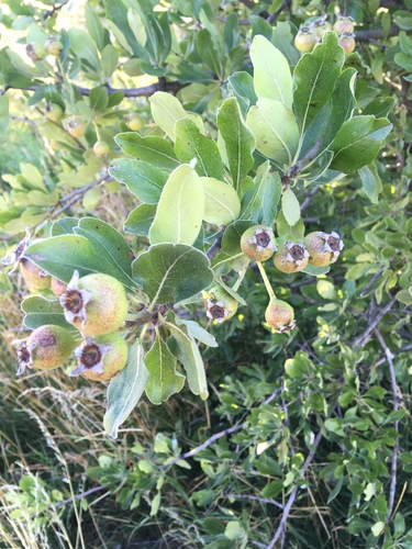 Pyrus nivalis (Pyrus nivalis)