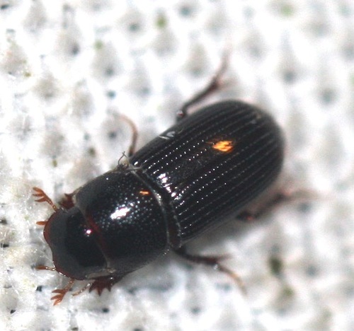 Field Small Dung Beetle