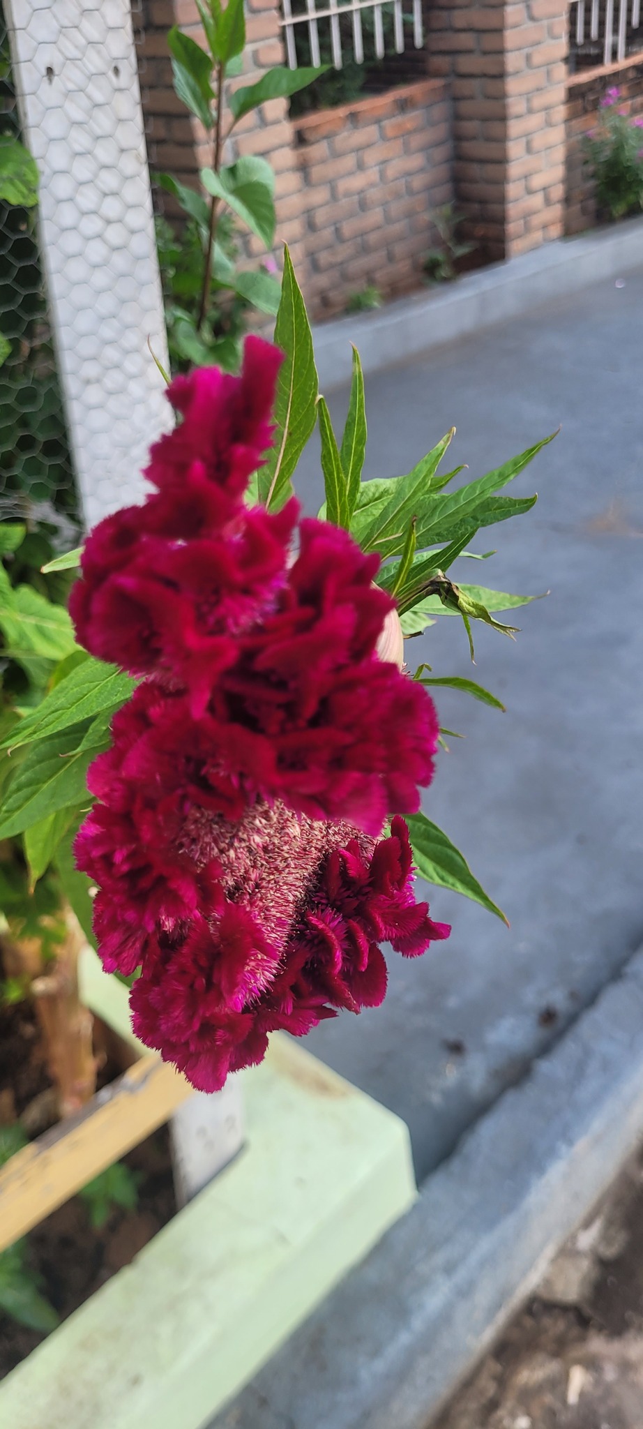 Celosia argentea