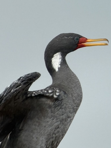 Red-legged Cormorant (Poikilocarbo gaimardi), photo 9