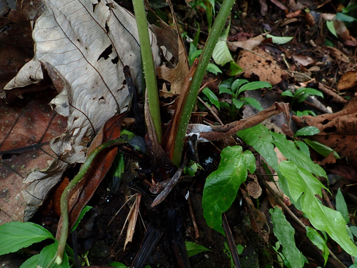Adelonema peltatum, photograph 1