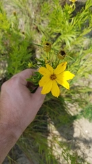 Coreopsis palmata