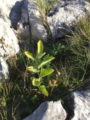 Polygonatum latifolium