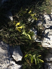 Polygonatum latifolium