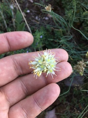 Allium marschalianum