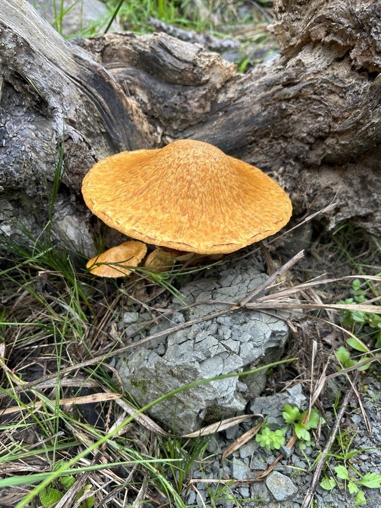 Gymnopilus junonius · April 2025 · photo: © hjcjim (iNaturalist, cc-by)
