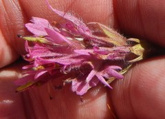 Castilleja lemmonii
