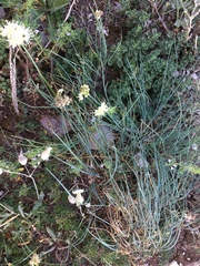 Allium marschalianum
