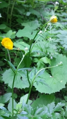 Ranunculus serpens polyanthemophyllus