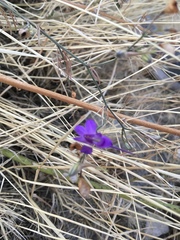 Delphinium consolida paniculatum