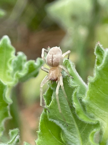Agrarian Sac Spider photo 3