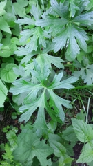 Ranunculus serpens polyanthemophyllus