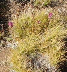 Castilleja lemmonii