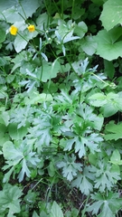 Ranunculus serpens polyanthemophyllus