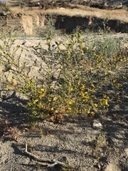 Deinandra mohavensis