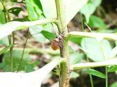 Spartocera pantomima