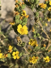 Deinandra mohavensis