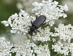 Lepturopsis dolorosa