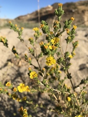 Deinandra mohavensis