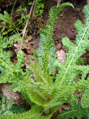 Dipsacus ferox