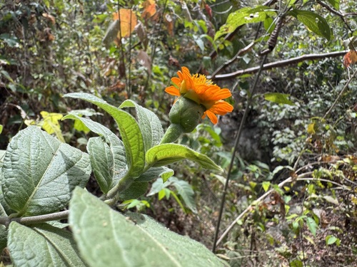 Lasianthaea macrocephala, photograph 6