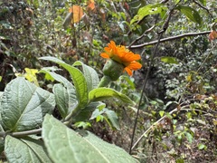 Lasianthaea macrocephala, photograph author not stated, no rights reserved