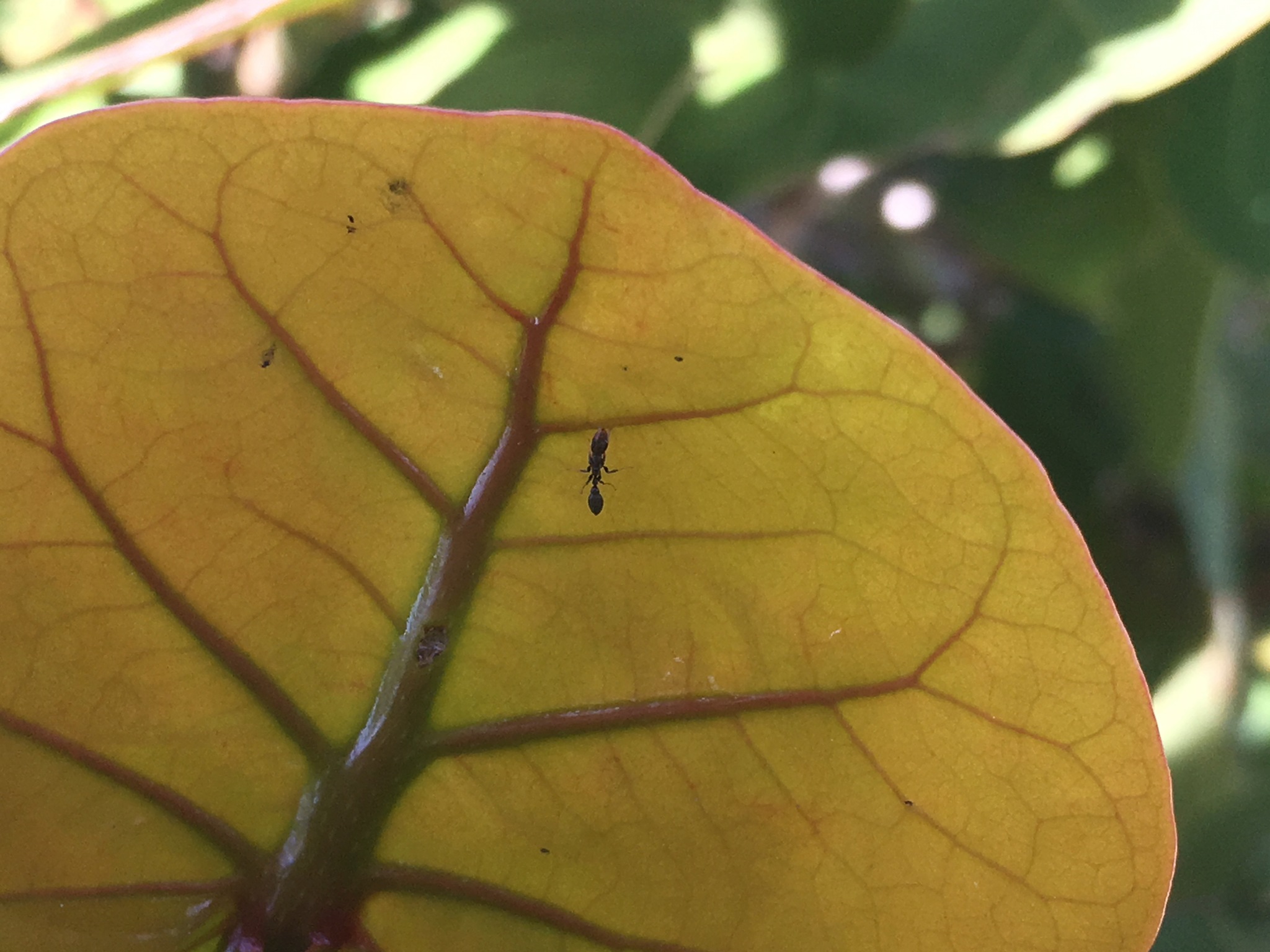 Pseudomyrmex subater