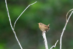 Troglodytes pacificus