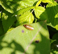 Ectobius lapponicus