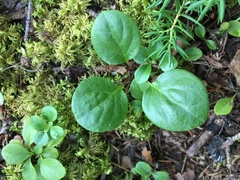 Pyrola asarifolia