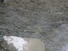 Luciobarbus graellsii