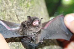 Myotis nigricans