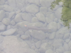 Luciobarbus graellsii