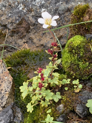Nodding Saxifrage