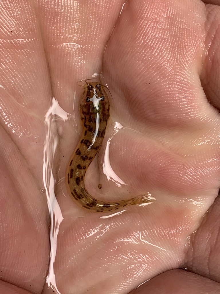 Rio Pencil Catfish
