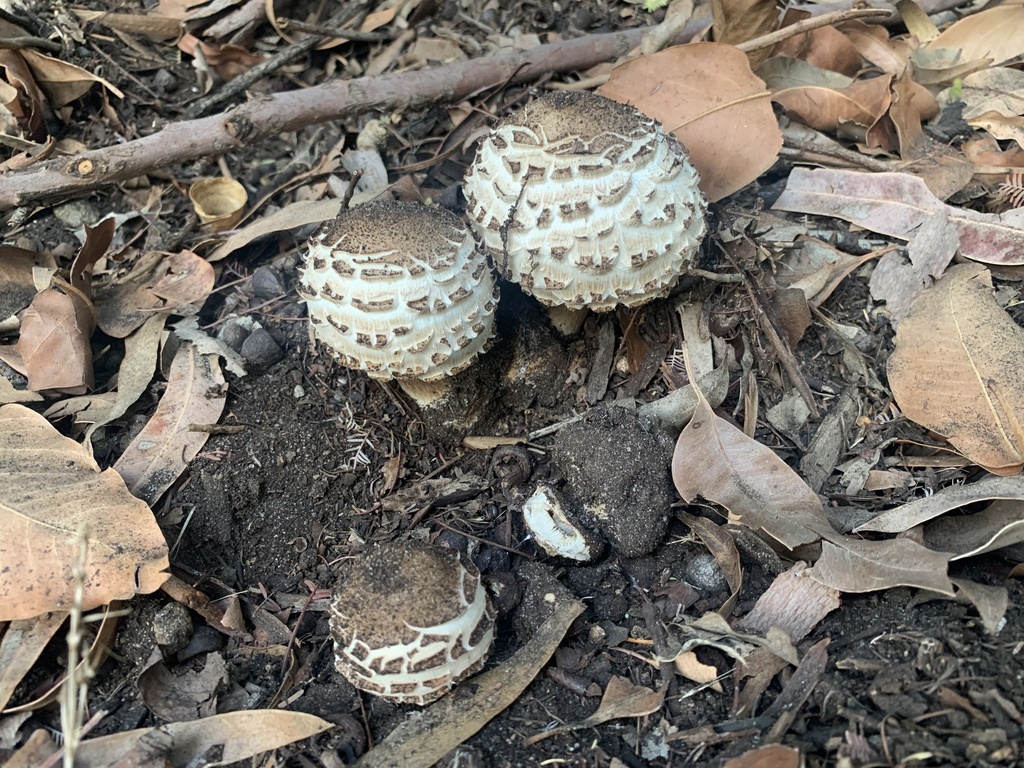 Chlorophyllum brunneum · April 2025 · photo: © celadonfern (iNaturalist, cc-by)