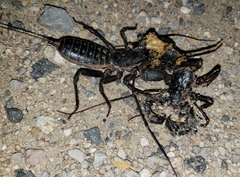 Mastigoproctus giganteus