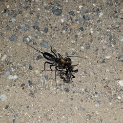 Mastigoproctus giganteus