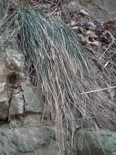 Carex lanceolata iNat (1)