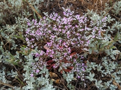 Goniolimon rubellum