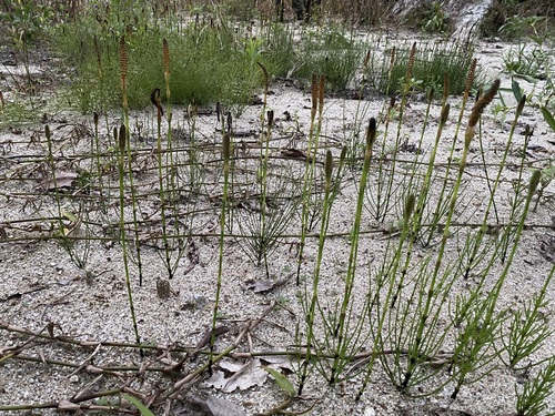 Himalayan horsetail