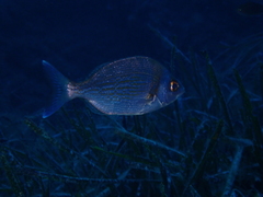 Spondyliosoma cantharus