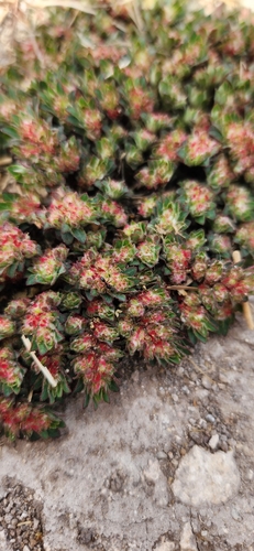Euphorbia densiflora observed 2025-04-01