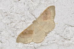 Idaea rubraria