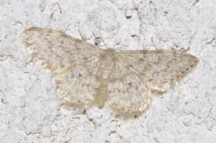 Idaea alyssumata